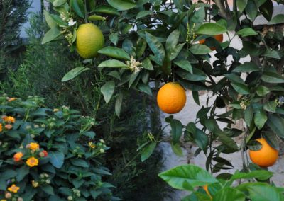 Citrus sinensis Orangenbaum