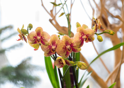 Orchideen Bei Blumen Speth