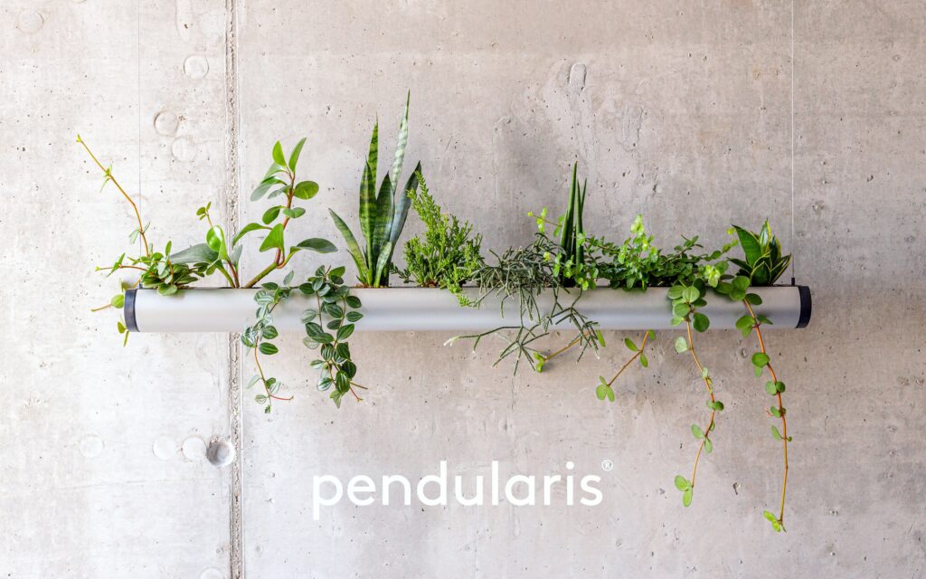 pendularis schwebende Pflanzen