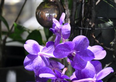 Vanda Orchidee Mit Weihnachtskugel